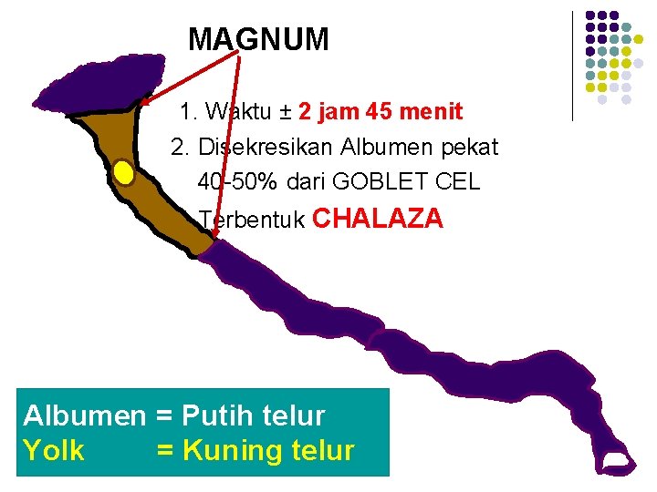 MAGNUM 1. Waktu ± 2 jam 45 menit 2. Disekresikan Albumen pekat 40 -50%