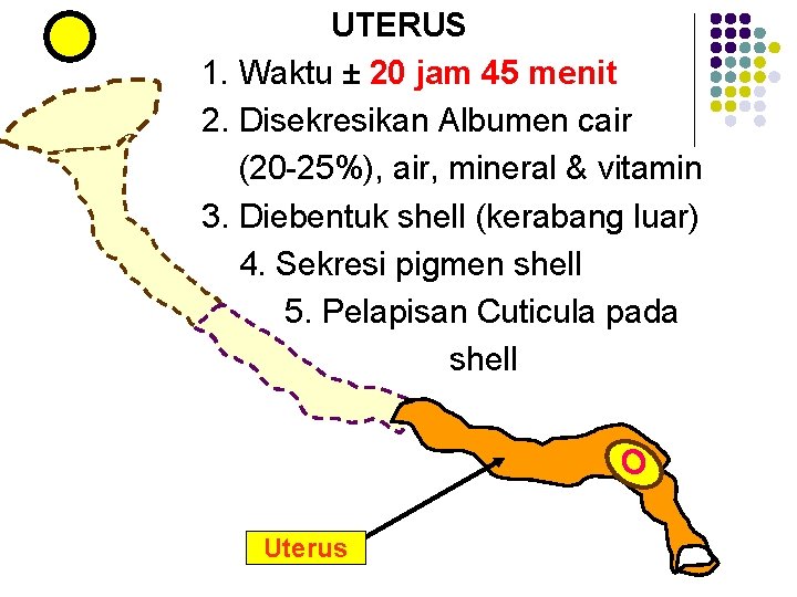 UTERUS 1. Waktu ± 20 jam 45 menit 2. Disekresikan Albumen cair (20 -25%),