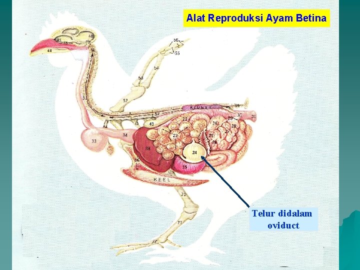 Alat Reproduksi Ayam Betina Telur didalam oviduct 