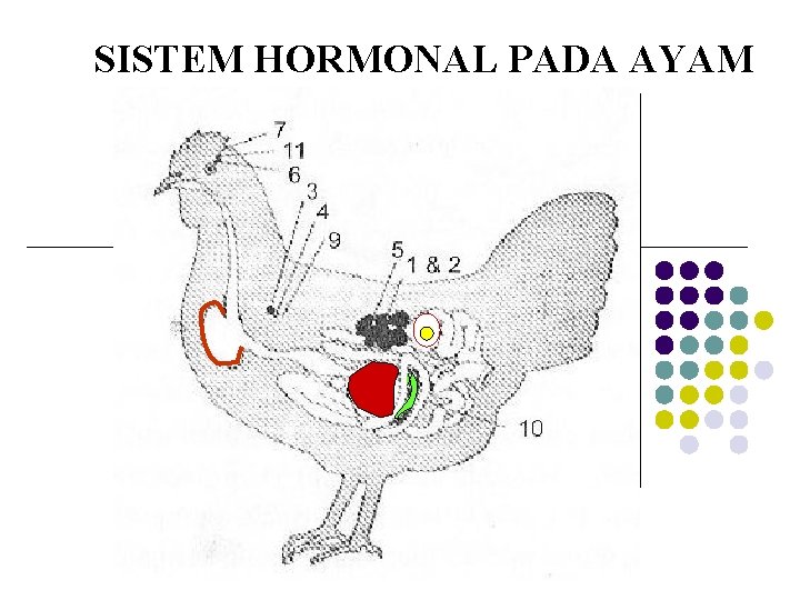 SISTEM HORMONAL PADA AYAM 