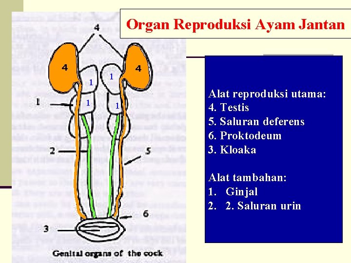 Organ Reproduksi Ayam Jantan 4 1 1 Alat reproduksi utama: 4. Testis 5. Saluran