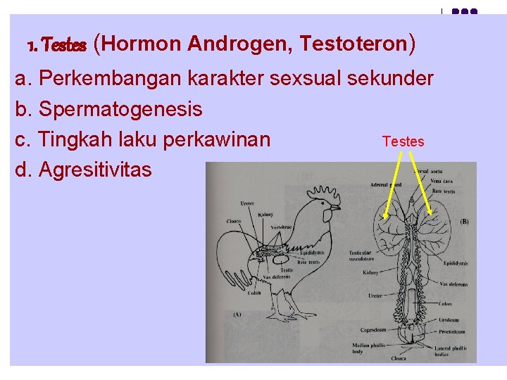 1. Testes (Hormon Androgen, Testoteron) a. Perkembangan karakter sexsual sekunder b. Spermatogenesis c. Tingkah