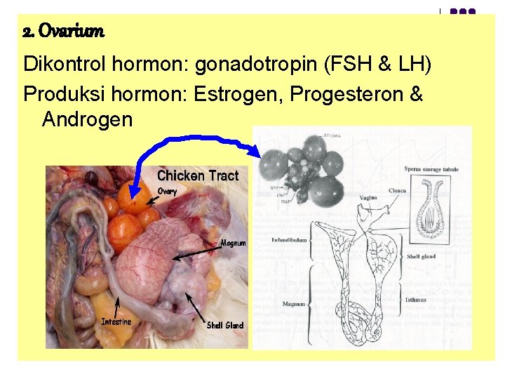 2. Ovarium Dikontrol hormon: gonadotropin (FSH & LH) Produksi hormon: Estrogen, Progesteron & Androgen