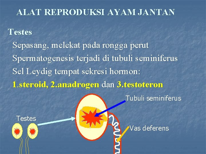 ALAT REPRODUKSI AYAM JANTAN Testes Sepasang, melekat pada rongga perut Spermatogenesis terjadi di tubuli