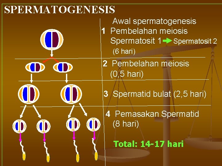 SPERMATOGENESIS Awal spermatogenesis 1 Pembelahan meiosis Spermatosit 1 Spermatosit 2 (6 hari) 2 Pembelahan