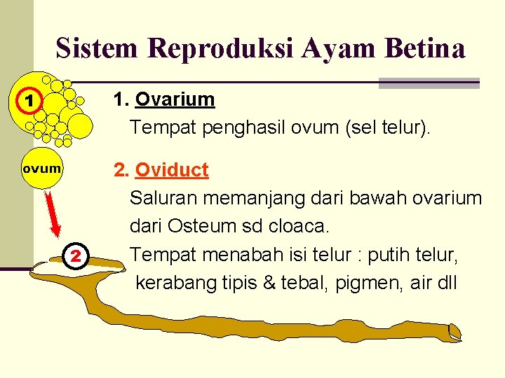 Sistem Reproduksi Ayam Betina 1 1. Ovarium Tempat penghasil ovum (sel telur). ovum 2.