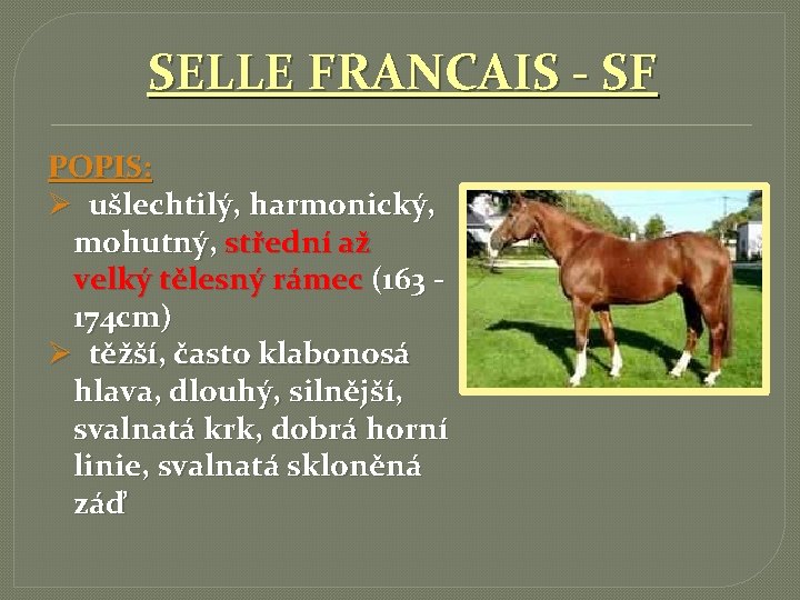 SELLE FRANCAIS - SF POPIS: Ø ušlechtilý, harmonický, mohutný, střední až velký tělesný rámec
