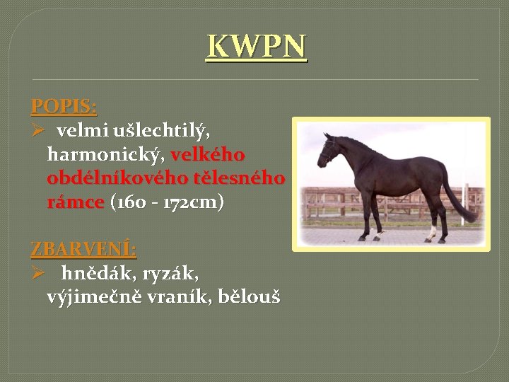 KWPN POPIS: Ø velmi ušlechtilý, harmonický, velkého obdélníkového tělesného rámce (160 - 172 cm)