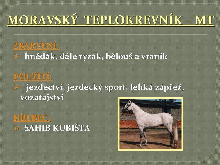 MORAVSKÝ TEPLOKREVNÍK – MT ZBARVENÍ: Ø hnědák, dále ryzák, bělouš a vraník POUŽITÍ: Ø