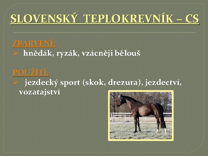 SLOVENSKÝ TEPLOKREVNÍK – CS ZBARVENÍ: Ø hnědák, ryzák, vzácněji bělouš POUŽITÍ: Ø jezdecký sport