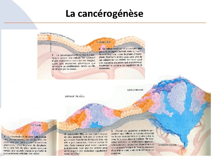 La cancérogénèse 