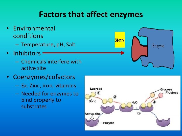 Factors that affect enzymes • Environmental conditions – Temperature, p. H, Salt • Inhibitors