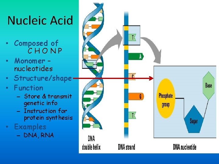 Nucleic Acid • Composed of CHONP • Monomer – nucleotides • Structure/shape • Function