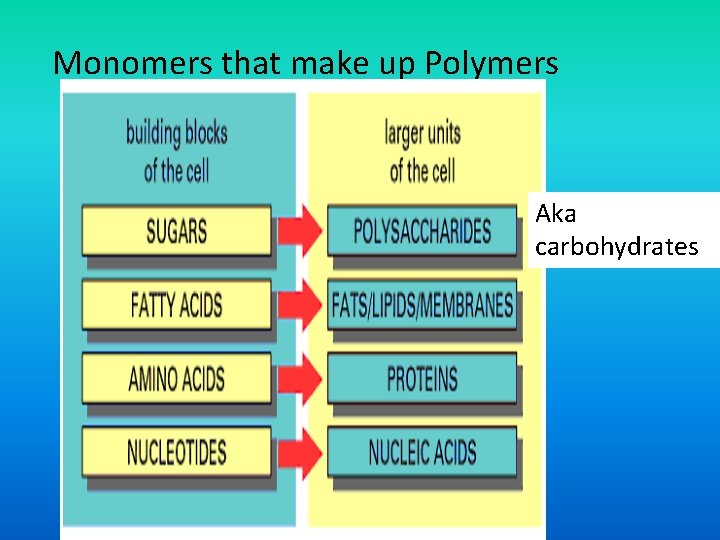 Monomers that make up Polymers Aka carbohydrates 