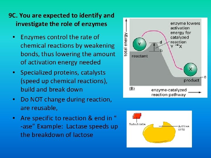 9 C. You are expected to identify and investigate the role of enzymes •