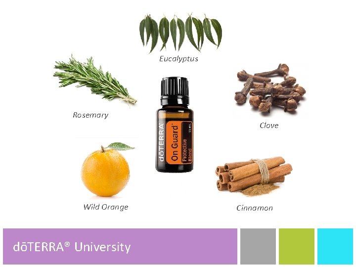 Eucalyptus Rosemary Wild Orange dōTERRA® University dōTERRA® Product Tools Clove Cinnamon 