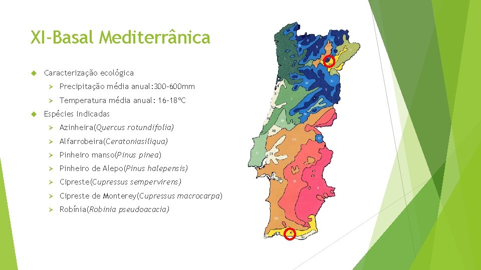 XI-Basal Mediterrânica Caracterização ecológica Ø Precipitação média anual: 300 -600 mm Ø Temperatura média