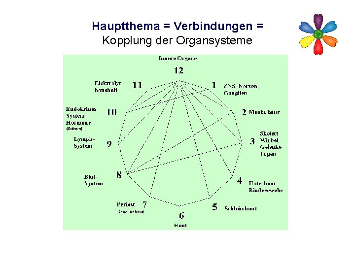Hauptthema = Verbindungen = Kopplung der Organsysteme 
