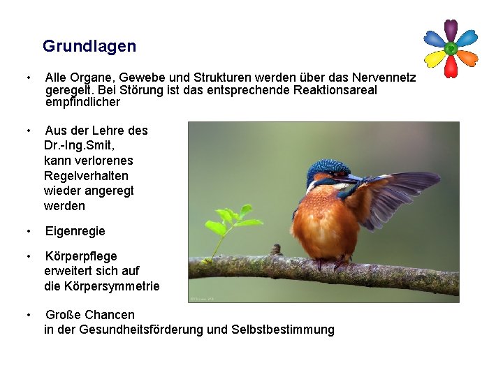 Grundlagen • Alle Organe, Gewebe und Strukturen werden über das Nervennetz geregelt. Bei Störung
