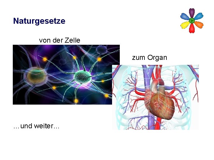 Naturgesetze von der Zelle zum Organ …und weiter… 