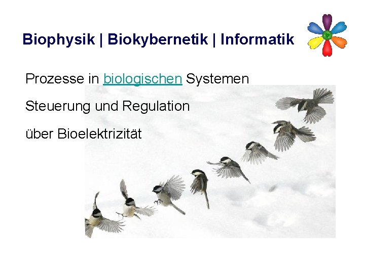 Biophysik | Biokybernetik | Informatik Prozesse in biologischen Systemen Steuerung und Regulation über Bioelektrizität