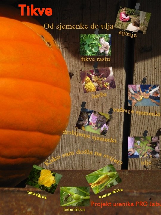 Tikve 9 Projekt učenika PRO Jabu 