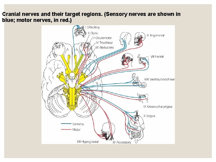 Cranial nerves and their target regions. (Sensory nerves are shown in blue; motor nerves, Cranial nerves and their target regions. (Sensory nerves are shown in blue; motor nerves,