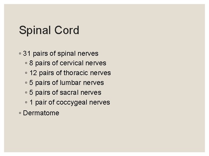 Spinal Cord ◦ 31 pairs of spinal nerves ◦ 8 pairs of cervical nerves Spinal Cord ◦ 31 pairs of spinal nerves ◦ 8 pairs of cervical nerves
