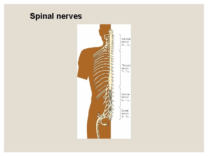 Spinal nerves Spinal nerves