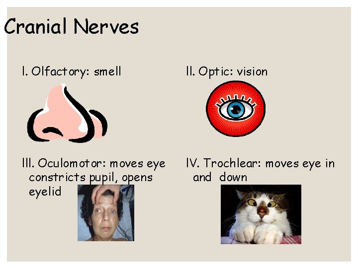 Cranial Nerves l. Olfactory: smell ll. Optic: vision lll. Oculomotor: moves eye constricts pupil, Cranial Nerves l. Olfactory: smell ll. Optic: vision lll. Oculomotor: moves eye constricts pupil,