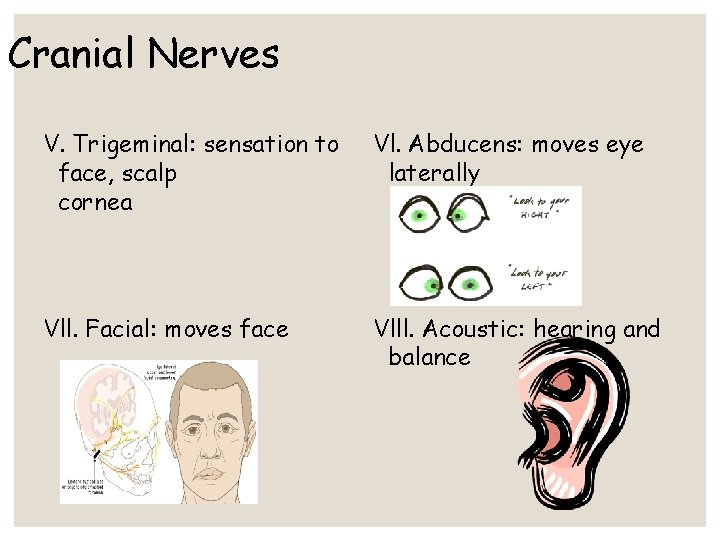 Cranial Nerves V. Trigeminal: sensation to face, scalp cornea Vl. Abducens: moves eye laterally Cranial Nerves V. Trigeminal: sensation to face, scalp cornea Vl. Abducens: moves eye laterally
