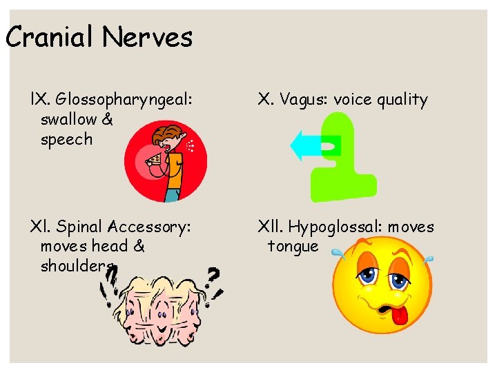 Cranial Nerves l. X. Glossopharyngeal: swallow & speech X. Vagus: voice quality Xl. Spinal Cranial Nerves l. X. Glossopharyngeal: swallow & speech X. Vagus: voice quality Xl. Spinal