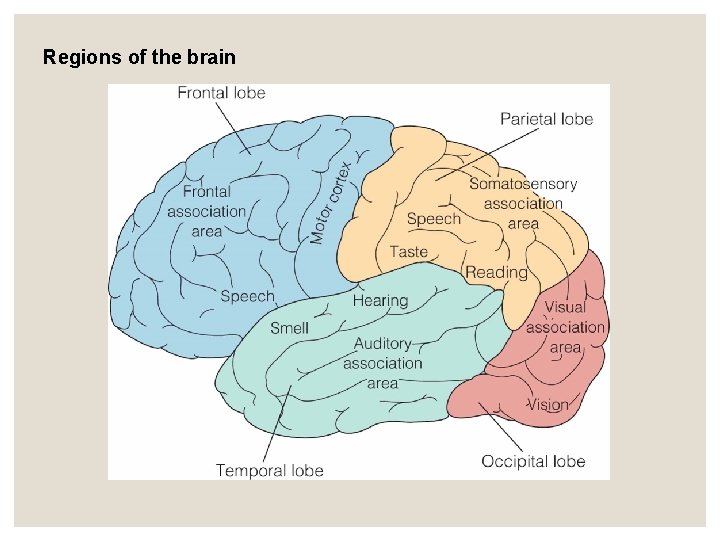 Regions of the brain Regions of the brain