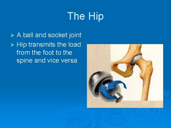 The Hip A ball and socket joint Ø Hip transmits the load from the