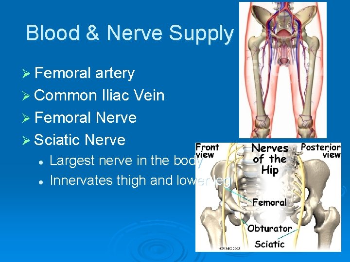 Blood & Nerve Supply Ø Femoral artery Ø Common Iliac Vein Ø Femoral Nerve