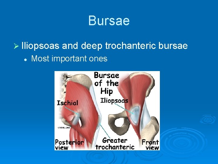 Bursae Ø Iliopsoas and deep trochanteric bursae l Most important ones 