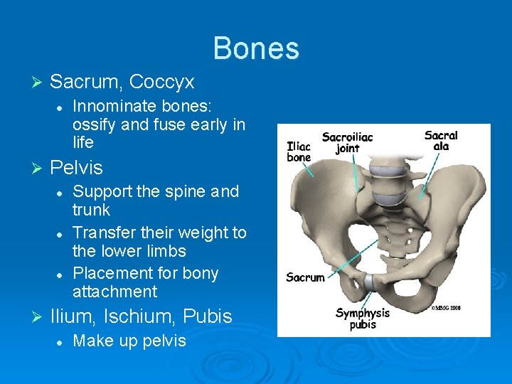 Bones Ø Sacrum, Coccyx l Ø Pelvis l l l Ø Innominate bones: ossify