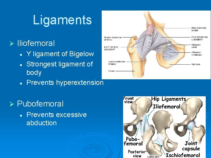 Ligaments Ø Iliofemoral l Ø Y ligament of Bigelow Strongest ligament of body Prevents
