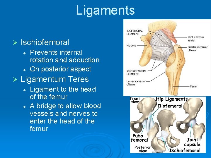 Ligaments Ø Ischiofemoral l l Ø Prevents internal rotation and adduction On posterior aspect