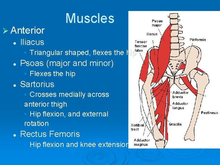 Ø Anterior l Muscles Iliacus • Triangular shaped, flexes the hip l Psoas (major