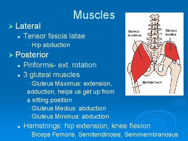 Ø Lateral l Muscles Tensor fascia latae • Hip abduction Ø Posterior l l