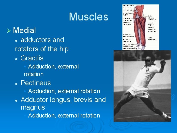 Muscles Ø Medial adductors and rotators of the hip l Gracilis l • Adduction,