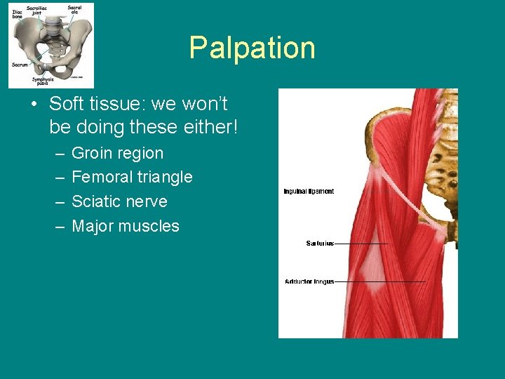Palpation • Soft tissue: we won’t be doing these either! – – Groin region
