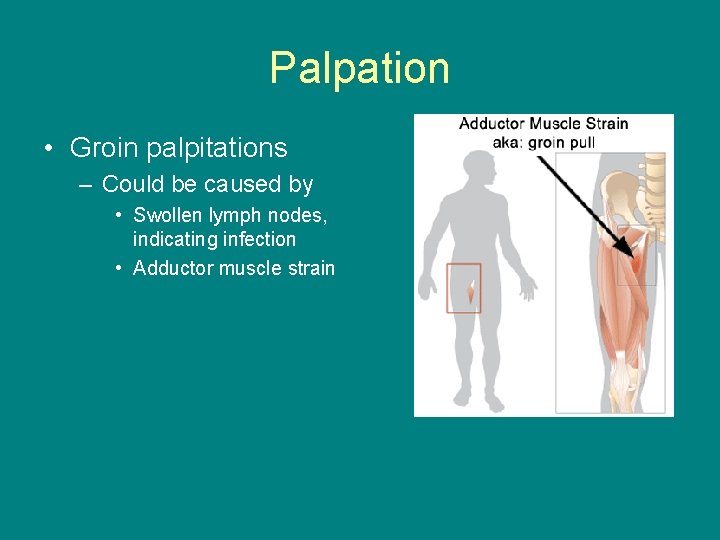 Palpation • Groin palpitations – Could be caused by • Swollen lymph nodes, indicating