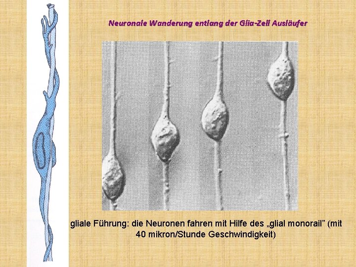 Neuronale Wanderung entlang der Glia-Zell Ausläufer gliale Führung: die Neuronen fahren mit Hilfe des