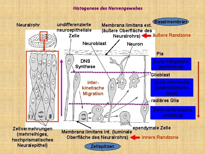 Histogenese des Nervengewebes Neuralrohr undifferenzierte neuroepitheliale Zelle Basalmembran Membrana limitans ext. (äußere Oberfläche des