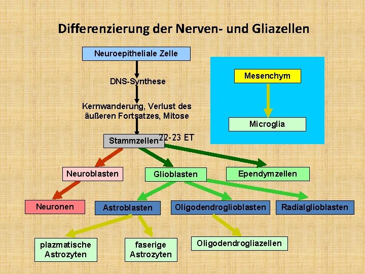 Differenzierung der Nerven- und Gliazellen Neuroepitheliale Zelle Mesenchym DNS-Synthese Kernwanderung, Verlust des äußeren Fortsatzes,