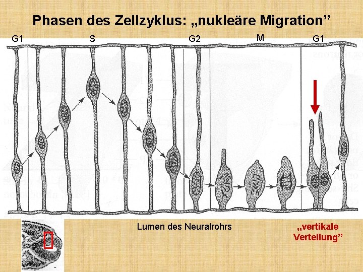 Phasen des Zellzyklus: „nukleäre Migration” G 1 S G 2 Lumen des Neuralrohrs M