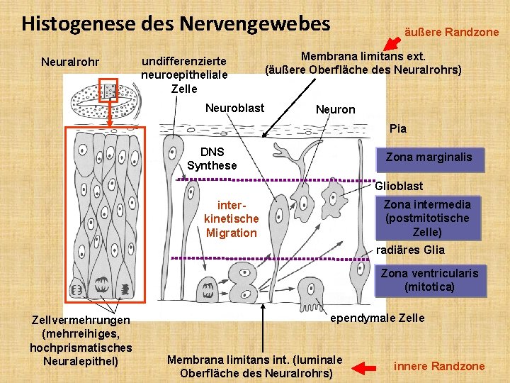 Histogenese des Nervengewebes Neuralrohr undifferenzierte neuroepitheliale Zelle Neuroblast äußere Randzone Membrana limitans ext. (äußere