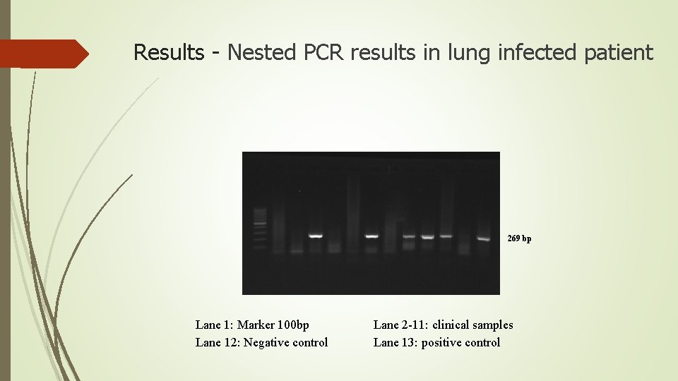 Results - Nested PCR results in lung infected patient 269 bp Lane 1: Marker